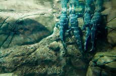 Entradas al Downtown Aquarium Houston