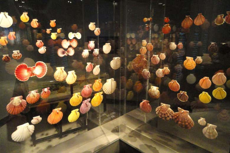 Exposition de coquillages