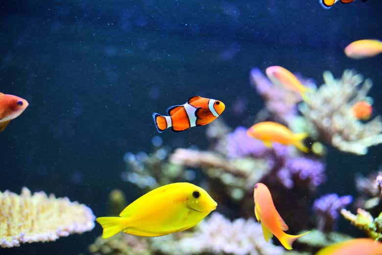 Pececillos nadando en el Downtown Aquarium Houston