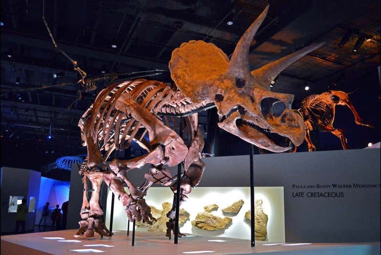 Esqueleto de un triceratops