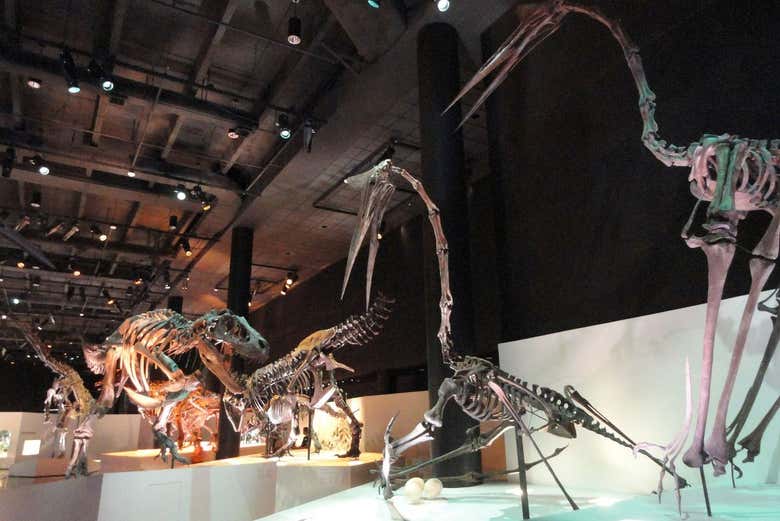 Vous découvrirez tout sur les dinosaures