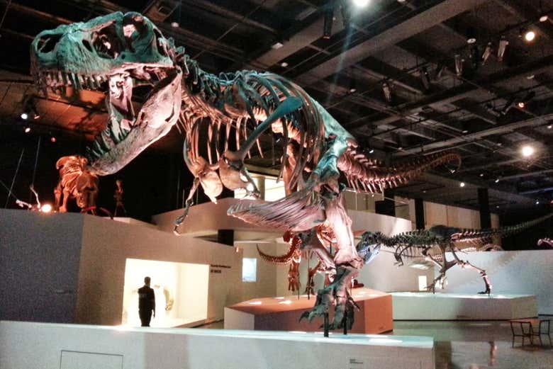 Musée des Sciences naturelles de Houston