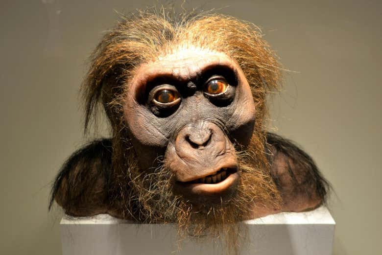 Le Néandertal au Musée des sciences naturelles