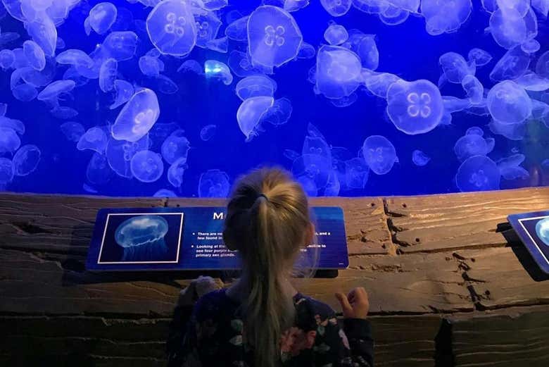 Observando las medusas