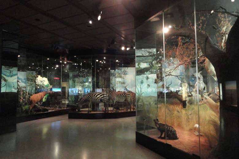 À la découverte du Musée des Sciences Naturelles de Houston