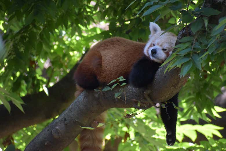 Zoo d'Indianapolis