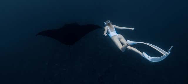 Plongée nocturne avec les raies mantas