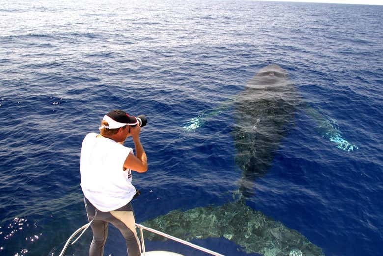 Whale-watching in Kailua-Kona