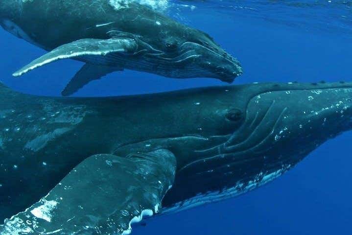 A whale with her calf
