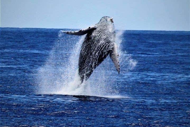 Spotting a whale!