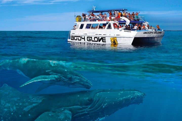 Whales swimming under the boat!
