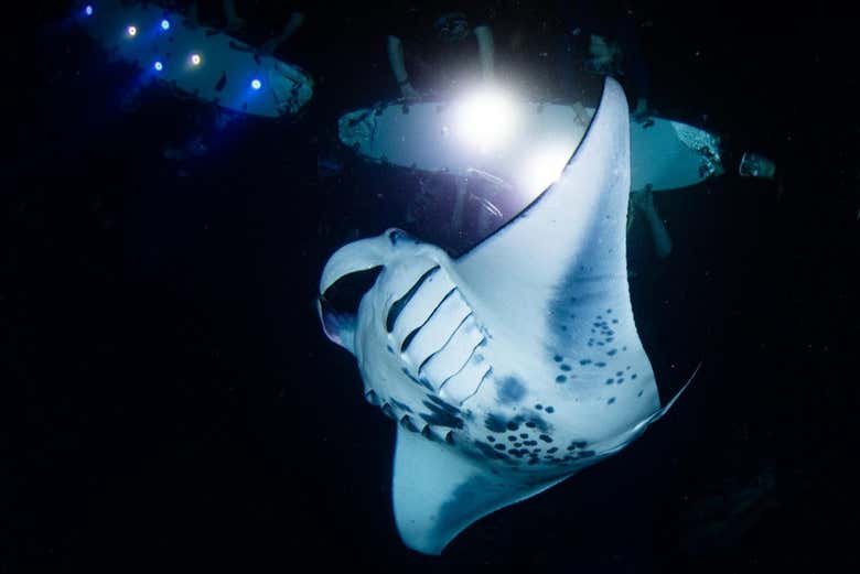A manta ray slowly swimming around