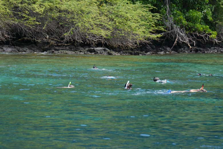 Snorkeling dans la baie de Kealakekua