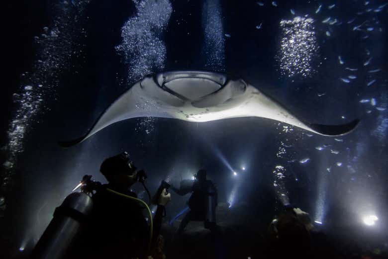 Snorkel nocturno con mantarrayas