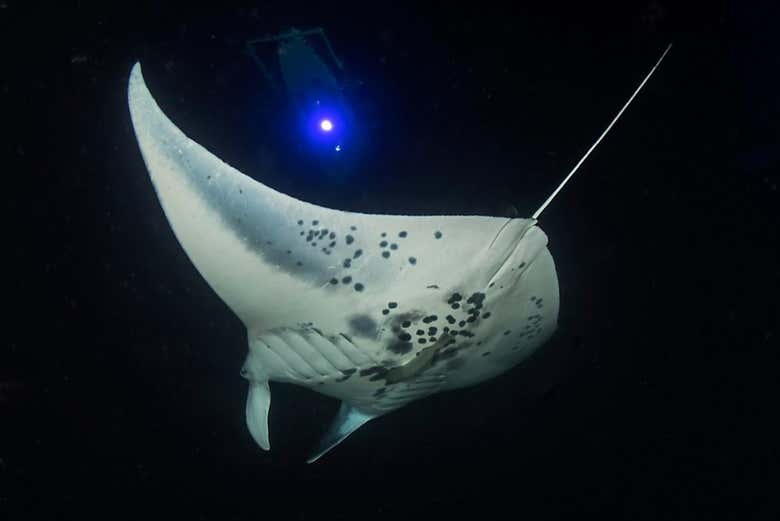 Admiring a manta ray