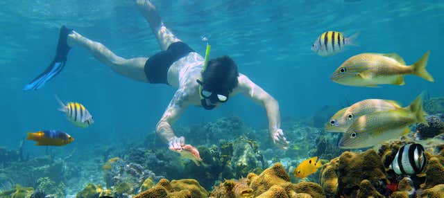Snorkeling sur l'île d'Hawaï