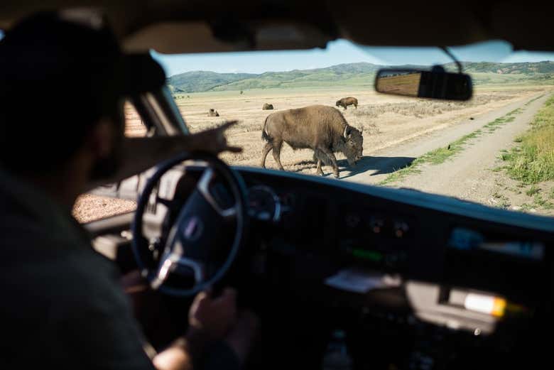Observing the animals in Grand Teton National Park