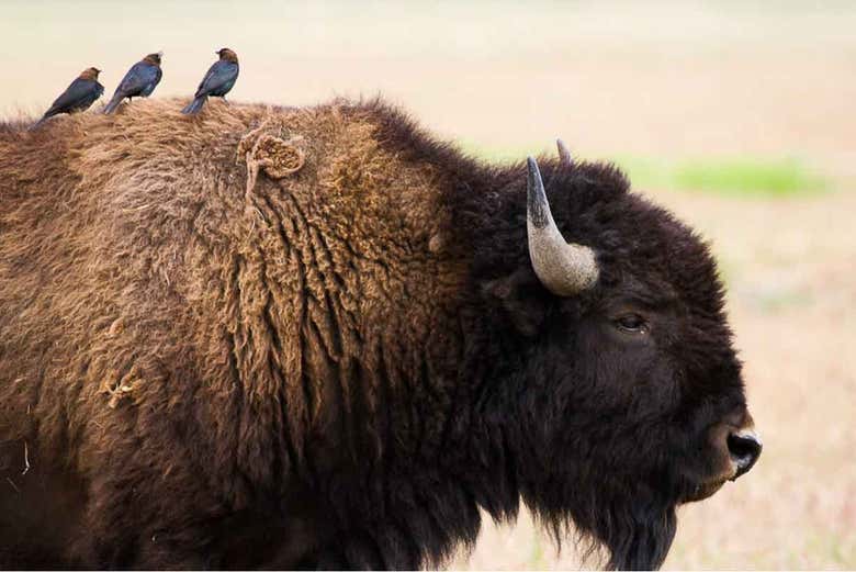 Bison