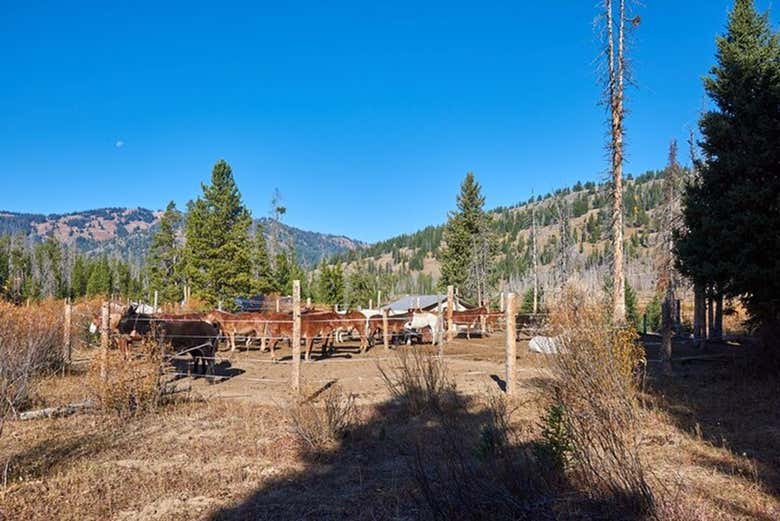 Los caballos que nos acompañarán en esta experiencia