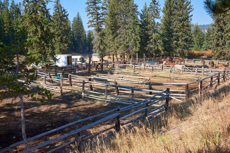 Travel in a horse-drawn wagon 