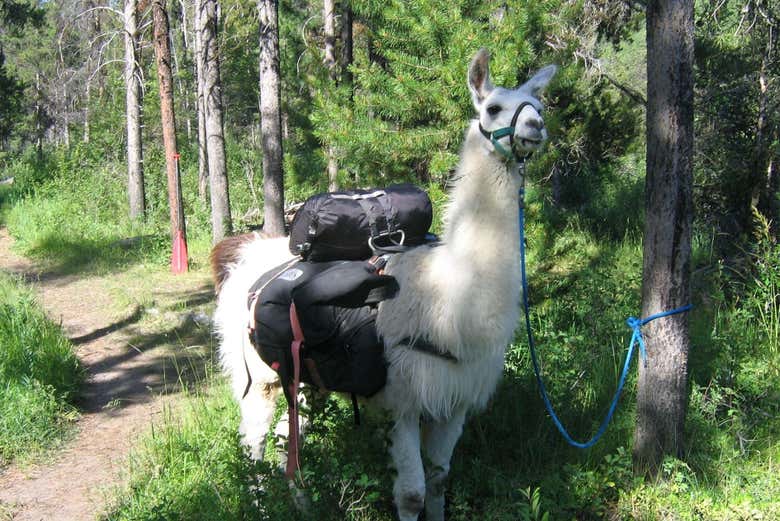Una de las llamas que nos acompañará durante la ruta