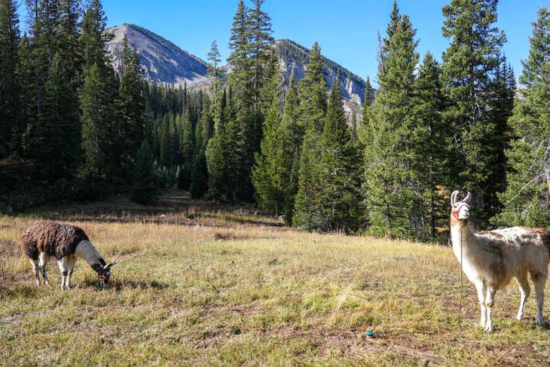 Llamas en el Bosque Nacional Bridger-Teton