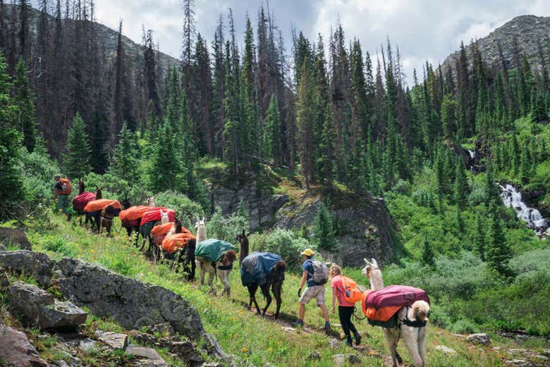 Explorando el Bridger-Teton con llamas cargueras