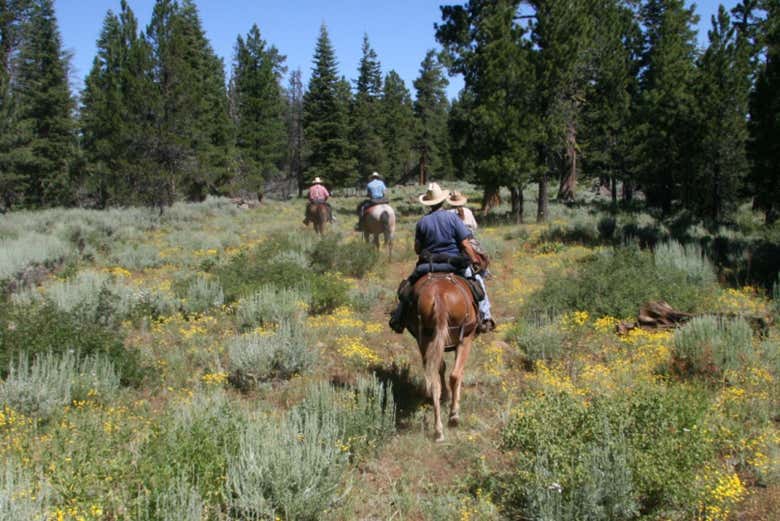 Exploraremos los puntos más bonitos de Bridger-Teton