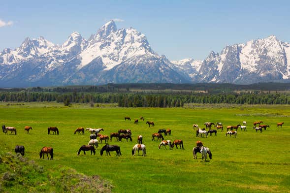 Grand Teton Park Wildlife Tour