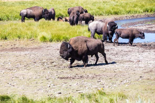 Tour en 4x4 por Yellowstone Lower Loop