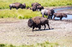 Tour di Yellowstone Lower Loop in 4x4