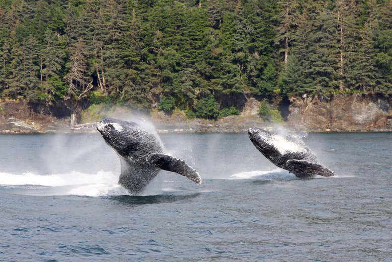 Avistamiento de ballenas