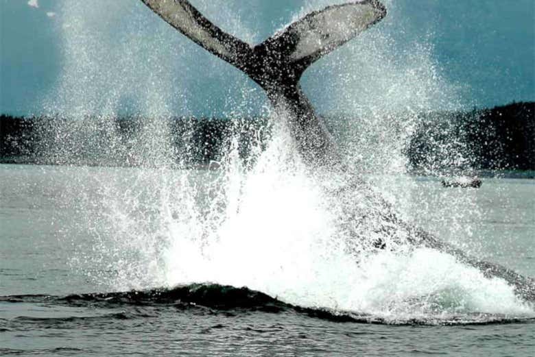 Ballenas en Juneau