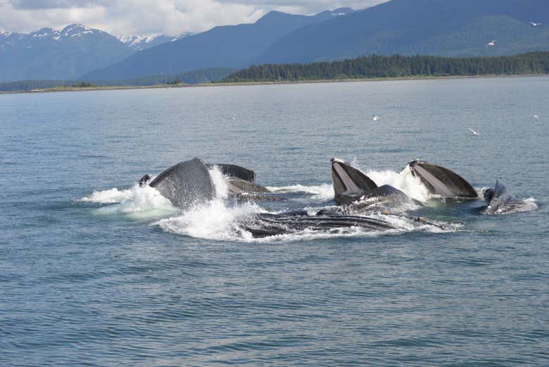 Descubriendo las ballenas