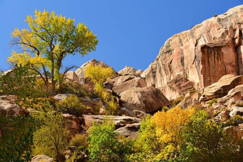 Canyon Hackberry