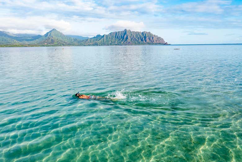 Nuotando nelle acque tranquille di Kaneohe