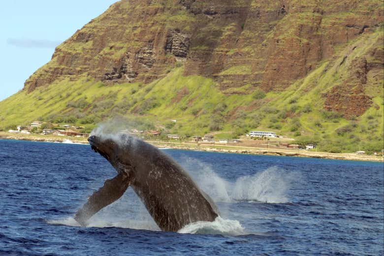 Una balena che salta fuori dall'acqua