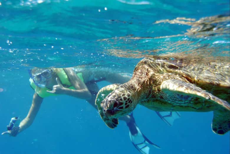 Snorkeling vicino a una tartaruga marina