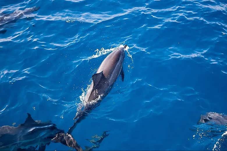 Delfines jugando en las olas del Pacífico