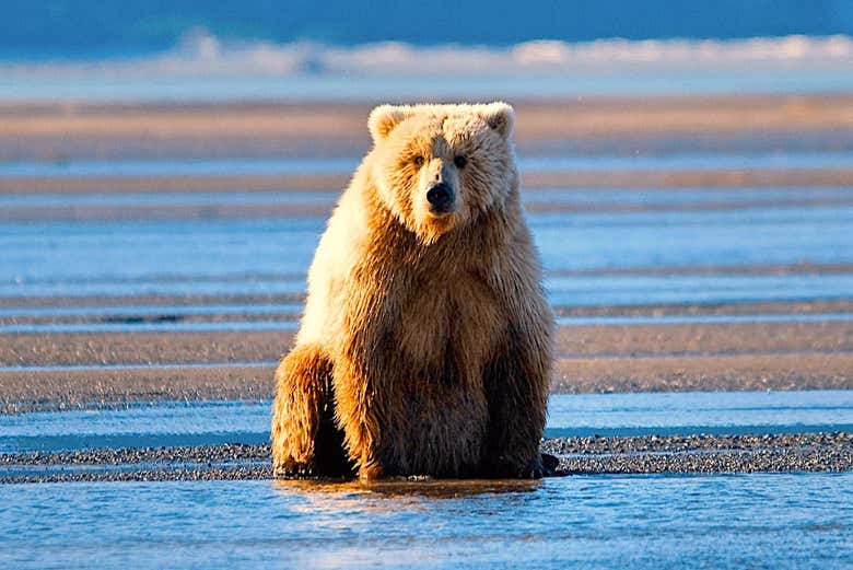 Observando os ursos no lago Clark