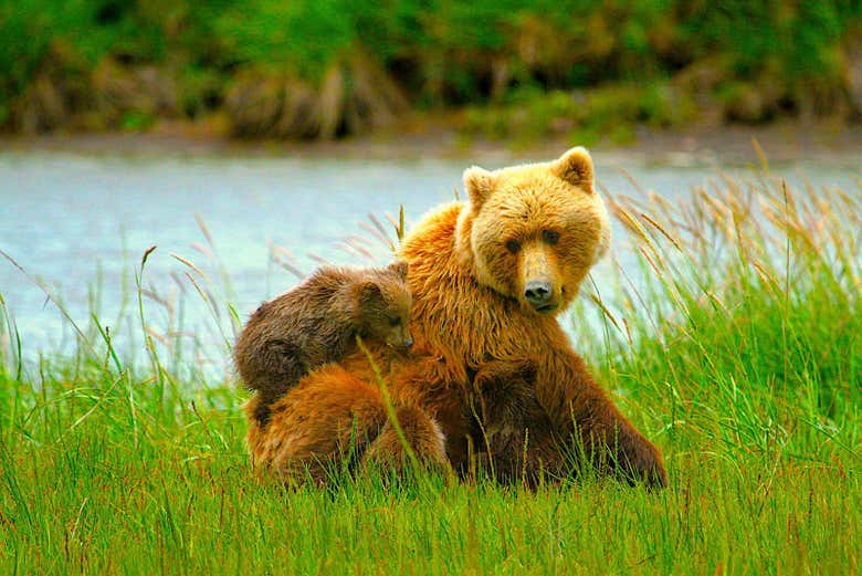 Learn about these fascinating animals