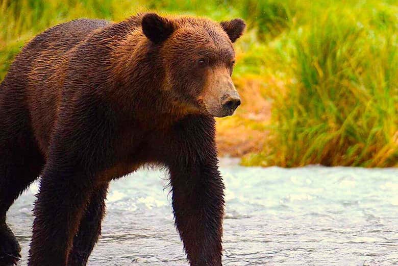 Immerse yourself in Alaskan nature