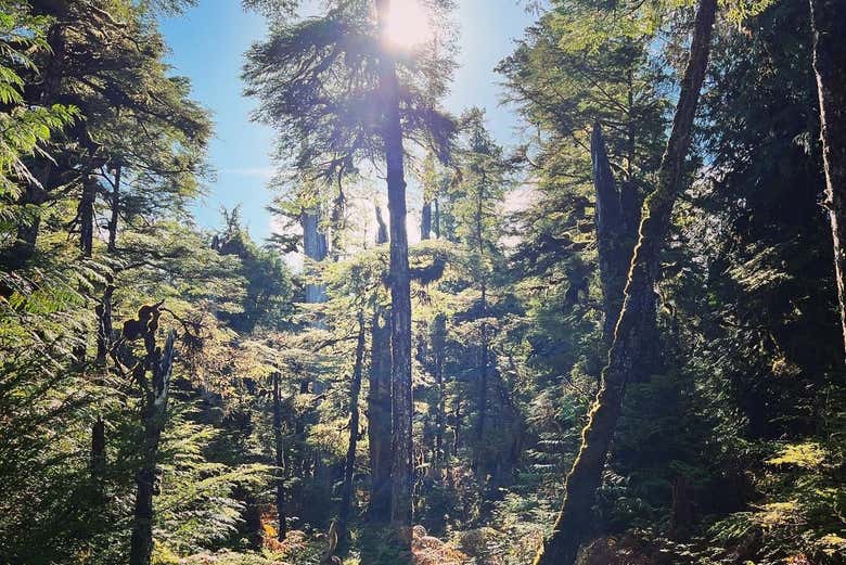 Cedros centenarios del Bosque Nacional de Tongass
