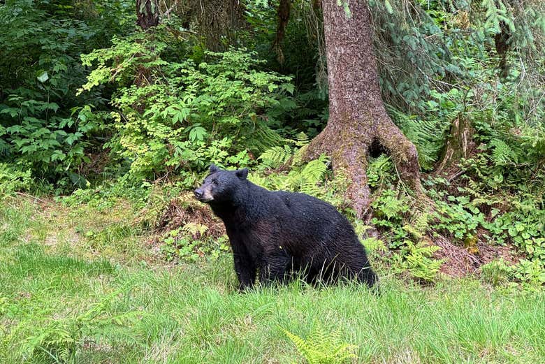 Tongass sirve de hábitat a numerosos osos negros