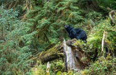 Tour por el Bosque Nacional de Tongass