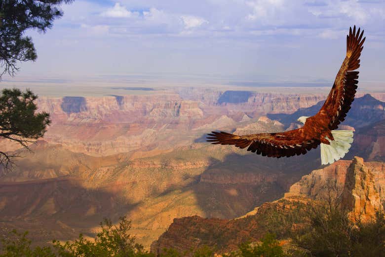 Fauna del Grand Canyon