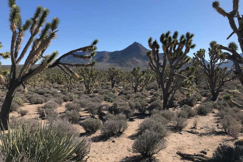 Joshua Tree