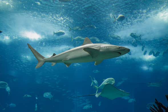 Entradas al acuario Shark Reef