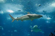 Entradas al acuario Shark Reef