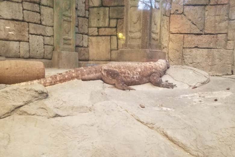 Descubrid las exóticas especies terrestres del recinto